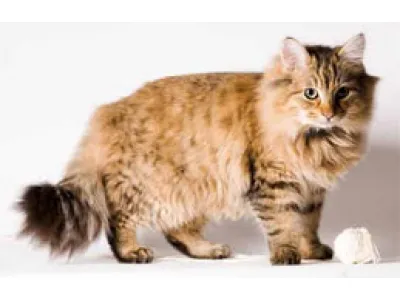 Maine Coon Cat