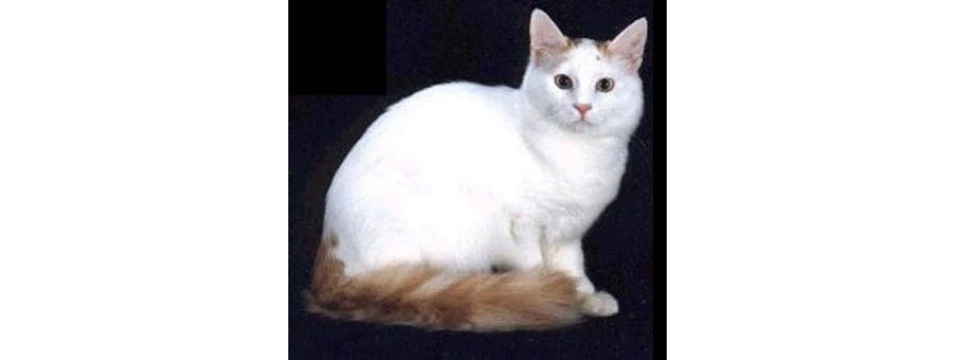 Turkish Van Cat
