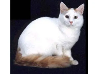 Turkish Van Cat