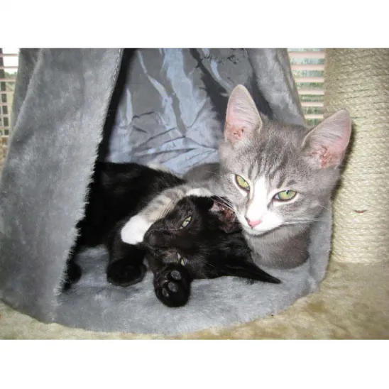 Two kittens inside the condo