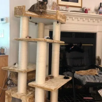 Jezebel is a Maine Coon. Like all of her breed, she is truly a “gentle giant”.