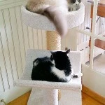 Belle and Gypsy last Fall when we got your two Cat trees ,this one in Toronto now! Stefania