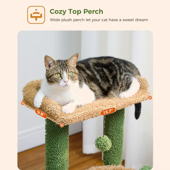 Cat perch on top