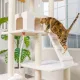 Cat climbing tree with ramp
