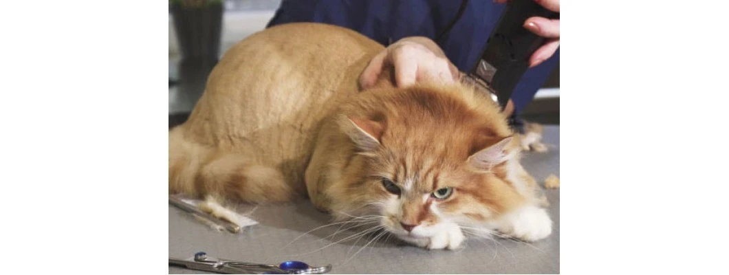 Cat Depression After Shaving