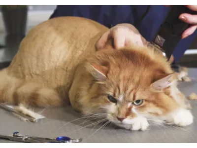 Cat Depression After Shaving