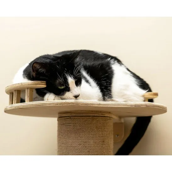 Cat on the top perch