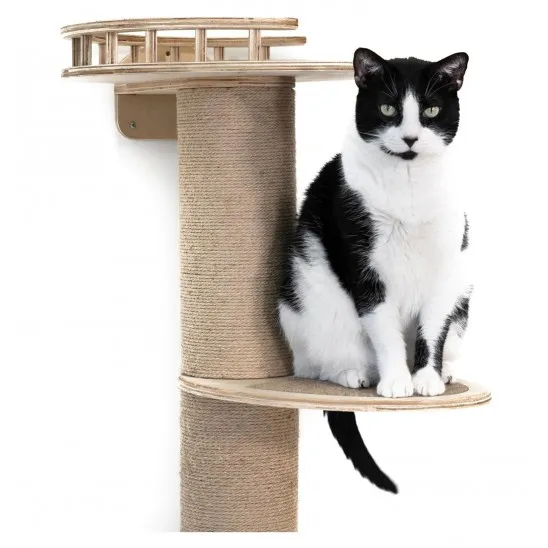 Cat stands on one of the perches
