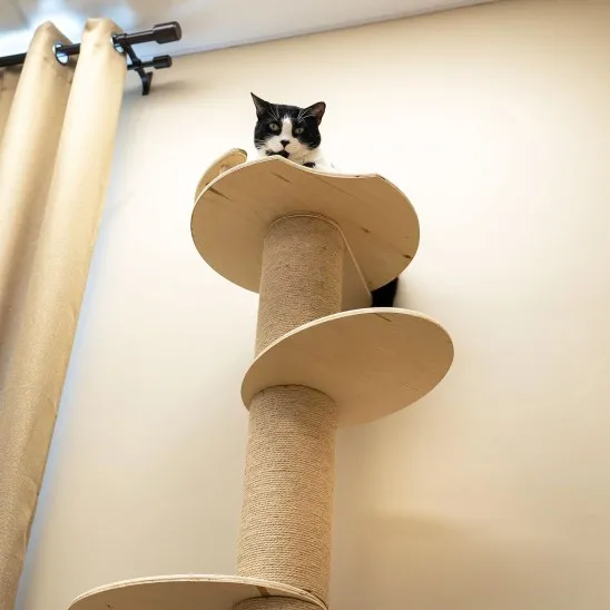 Cat tree for the wall