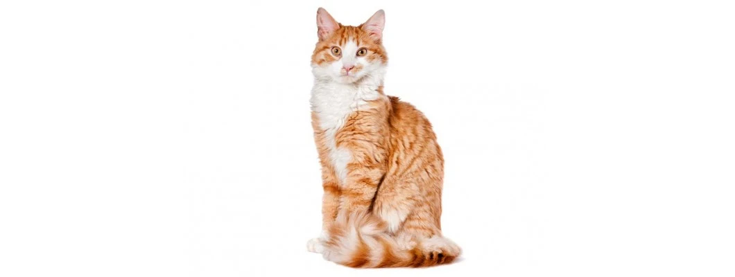 Physical Characteristics of Cats