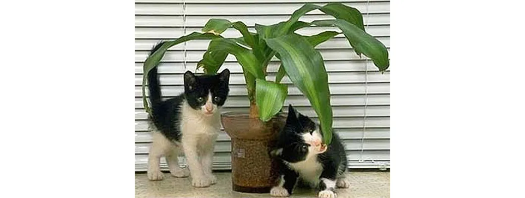 Plants that will poison your cat