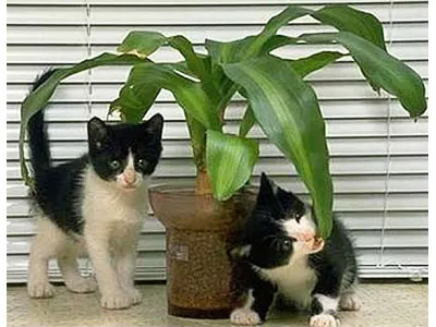 Plants that will poison your cat