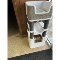 cozy cat1731051629.jpg