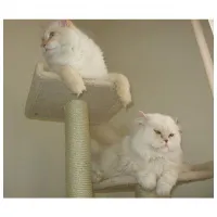 two-cats-on-perches1589383932.jpg
