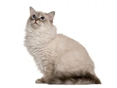 Ragdoll Cat