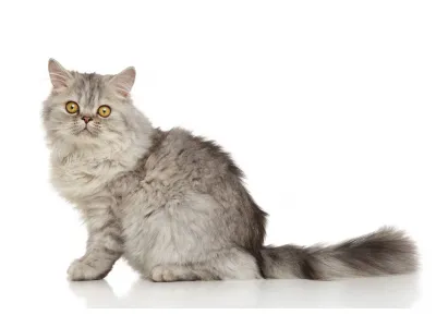 Persian Cat