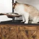An elevated cat feeding station