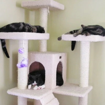 Three of our cats sleeping on the tower.