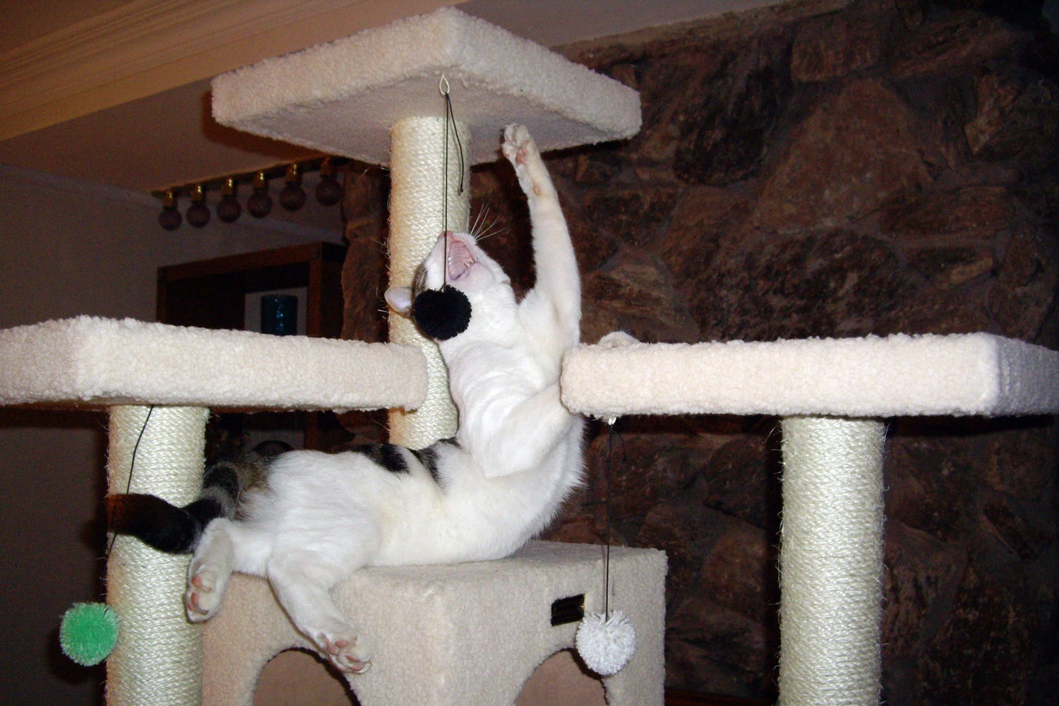 Cat playing near a scratching post on a cat condo