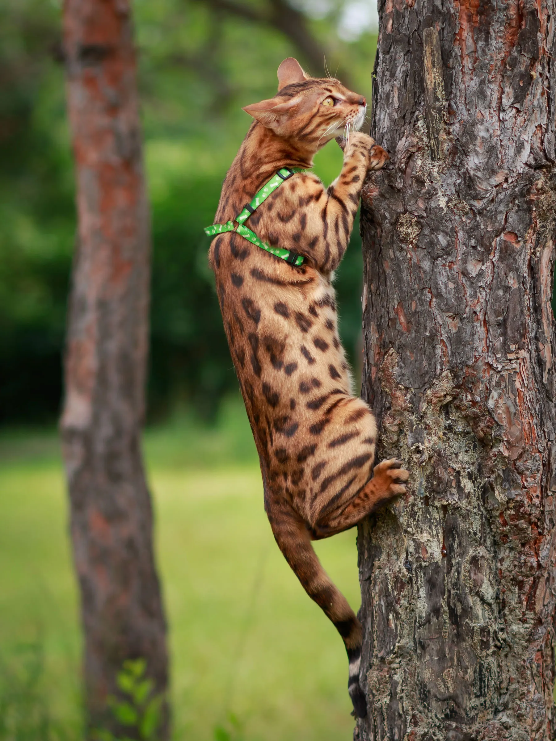 A beautiful Bengal cat with a green leash climbing a tree in the park.