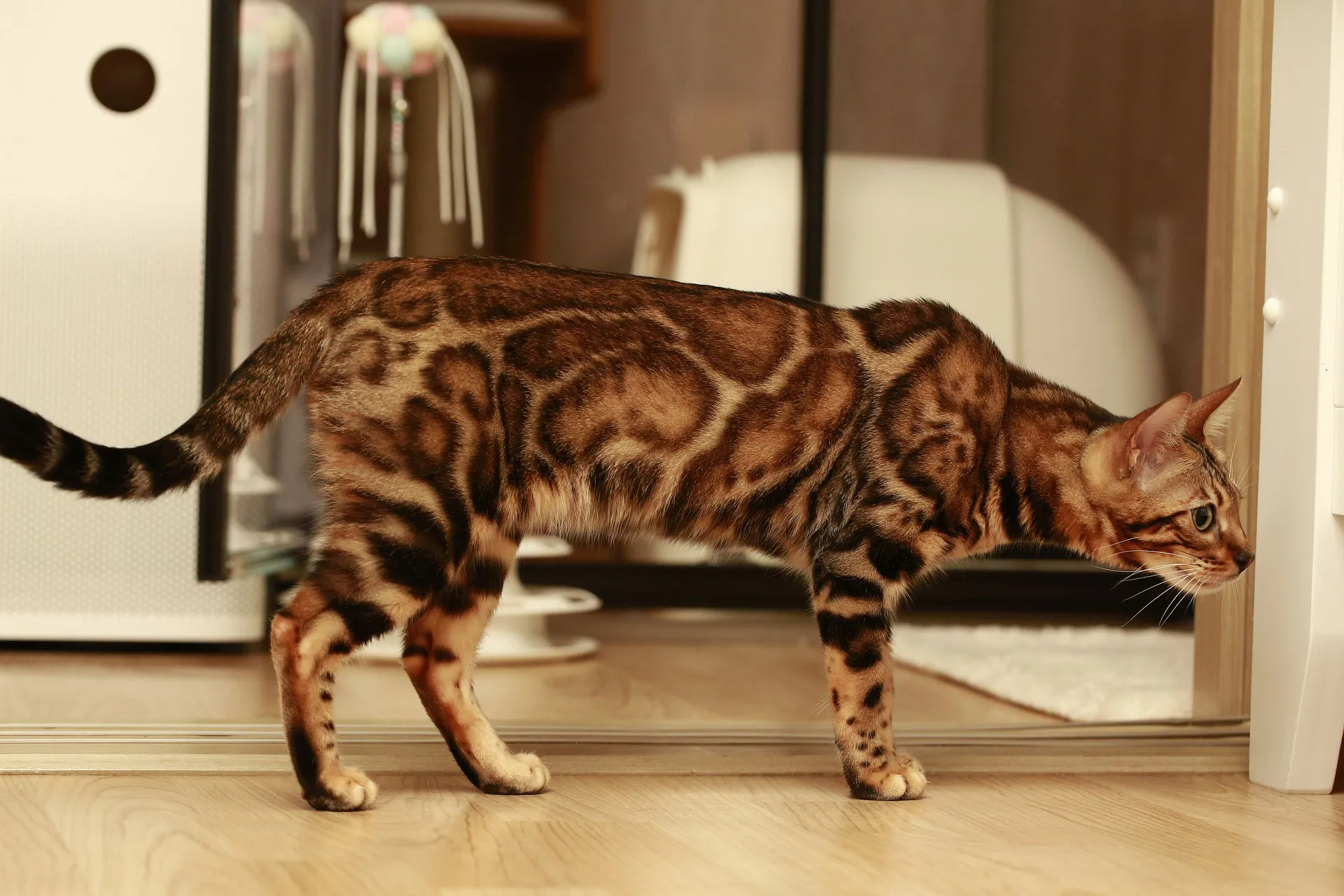 A Bengal cat with a stunning coat with rosettes - each having an outline of a darker color.