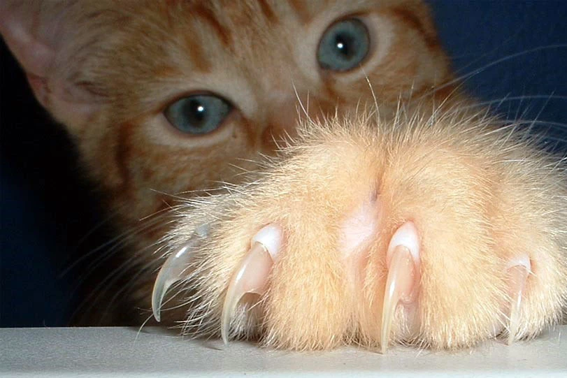 A kitty showing its claws