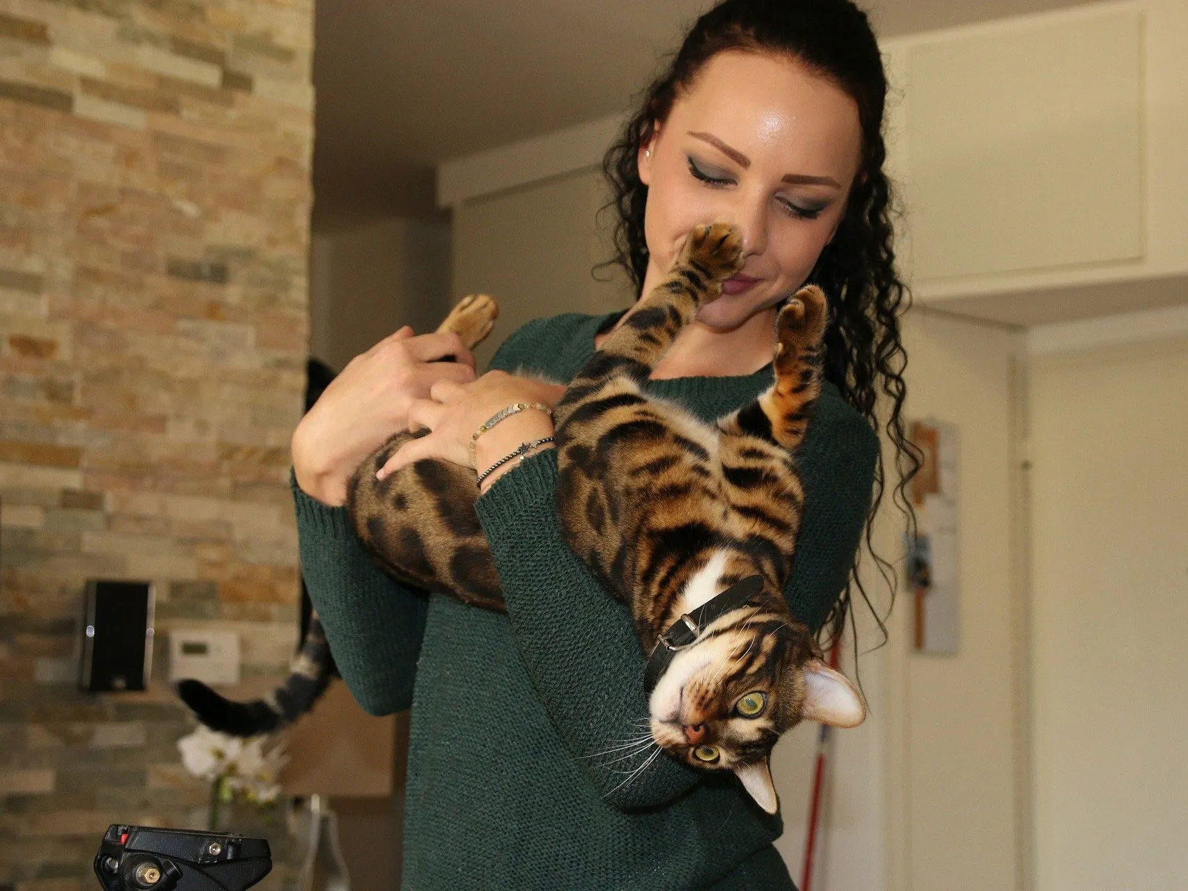 A Bengal cat in the hands of her owner, letting the owner pet her tummy.