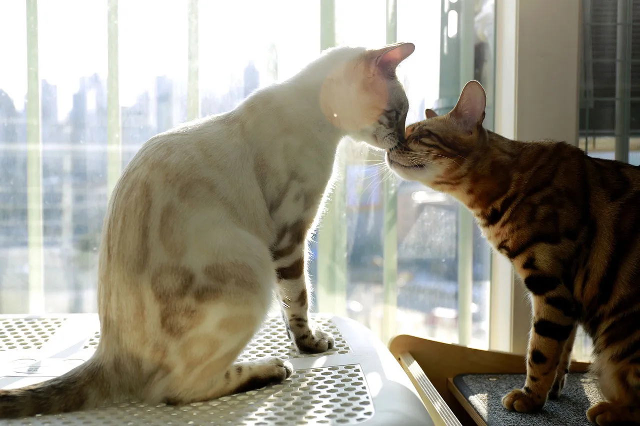 A snow seal lynx Bengal and a tabby Bengal kissing