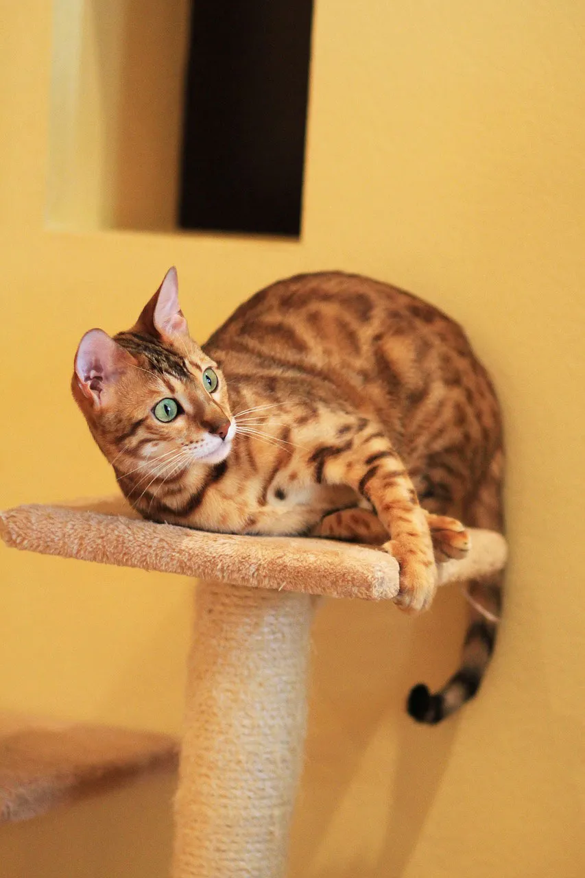 A playful Bengal on its cat tree.
