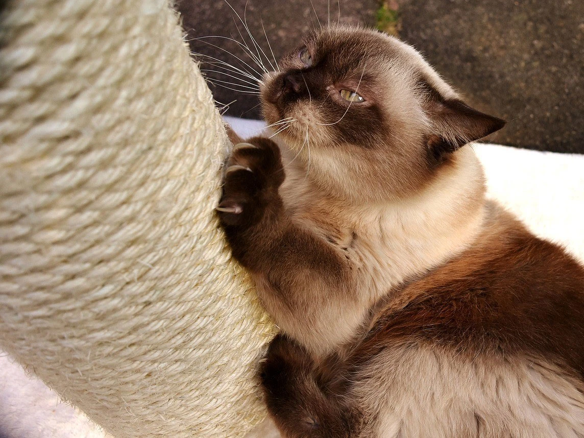 A cat is clawing a sisal pole