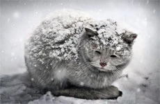 Cat freezing in the cold covered in snow