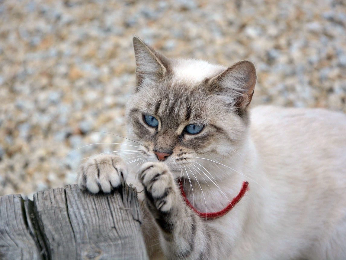 An outside kitty scratch a wooden trunk