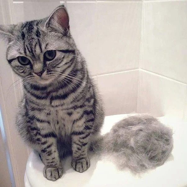 Shedding in cats is a normal natural event in the their life