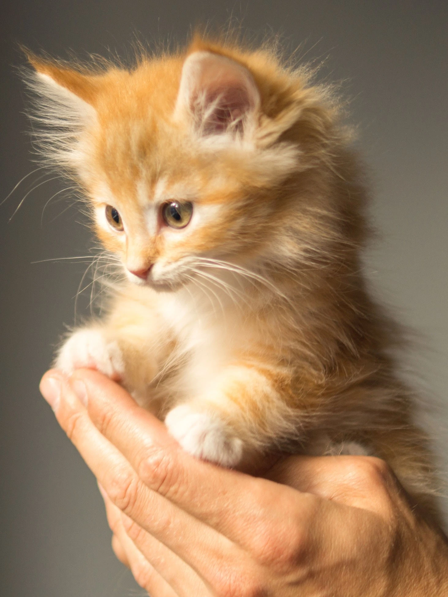 A small ginger kitty whose paws are touched by a person