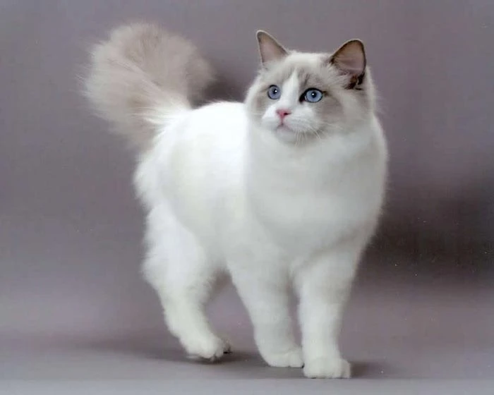 Ragdoll Cat