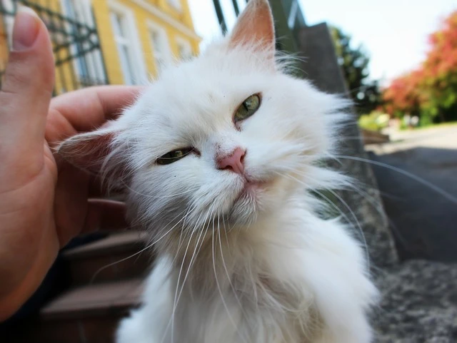 Stray white cat