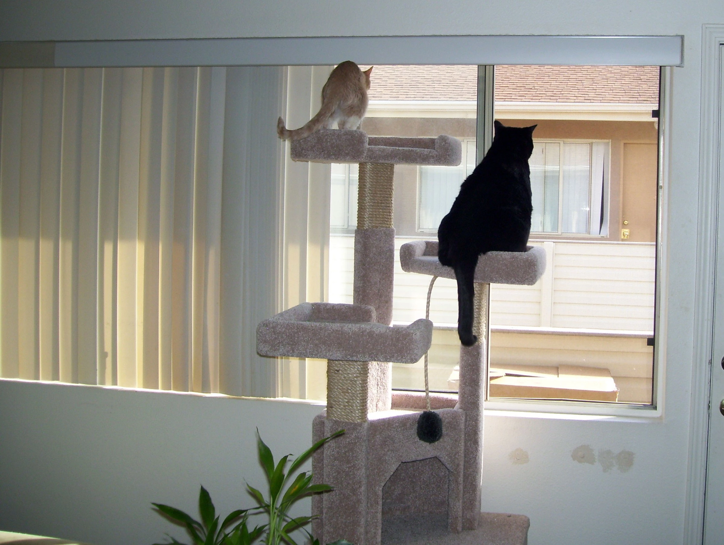 Two indoor cats looking out while sitting on a cat tree near a window