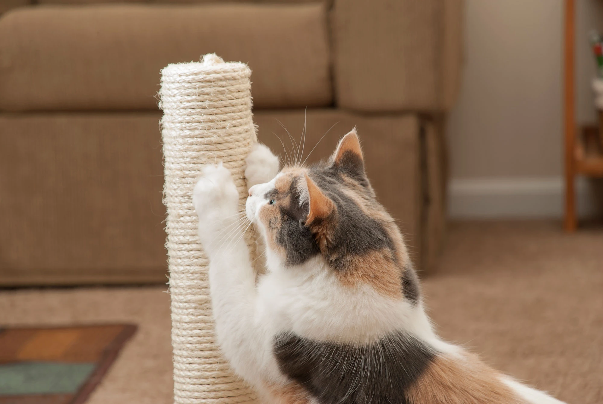 Cat sharpen claws on a sisal post in front of a sofa