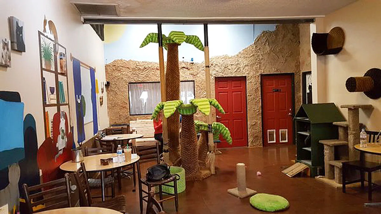 Cat Coffee Shop in San Diego, California