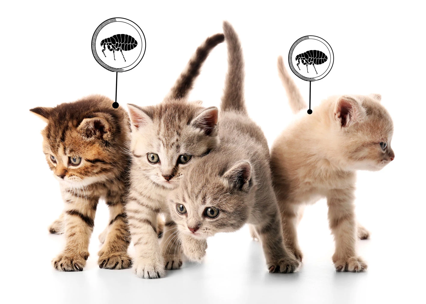 Cat fleas