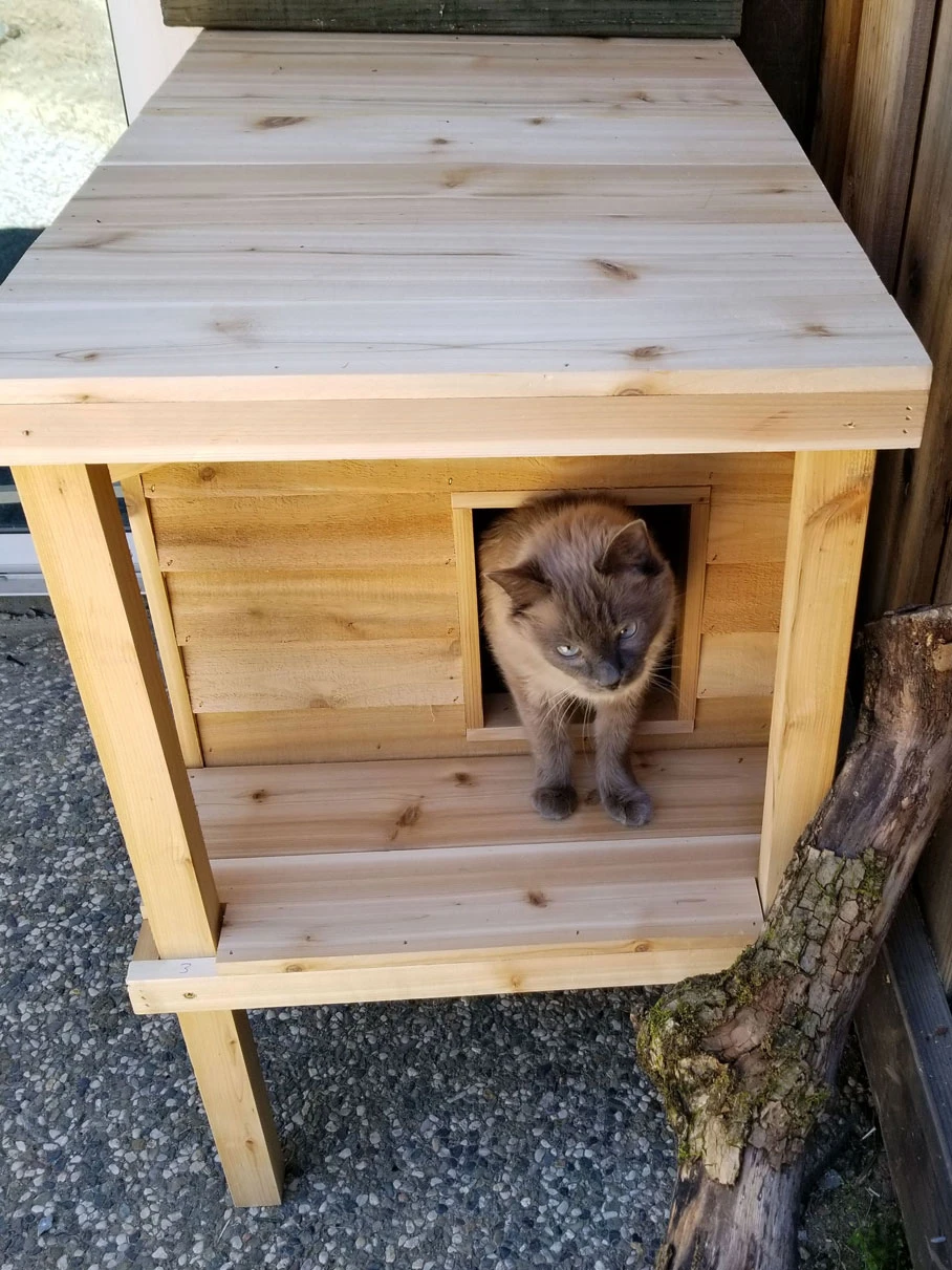 Feral cat house