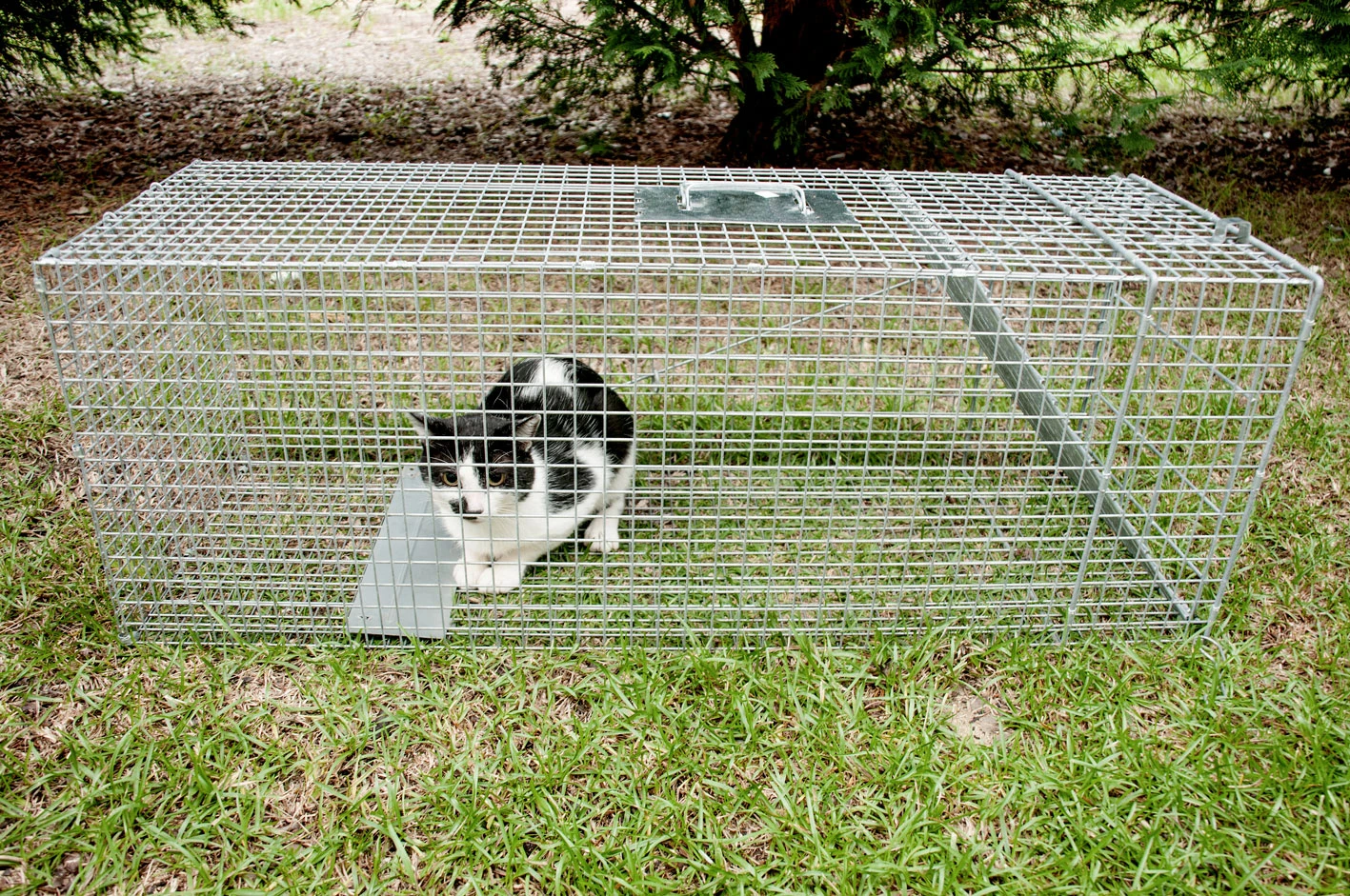 Feral cat trap
