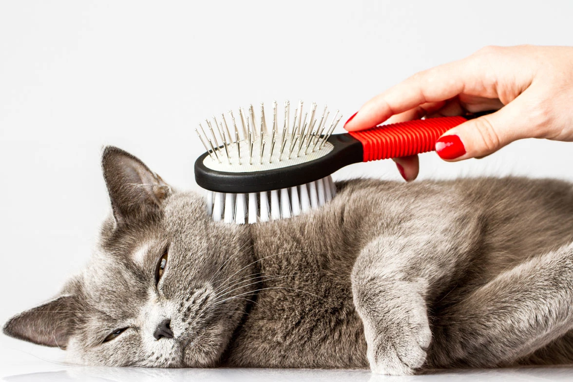 Combing help keep a cat’s skin and coat healthy