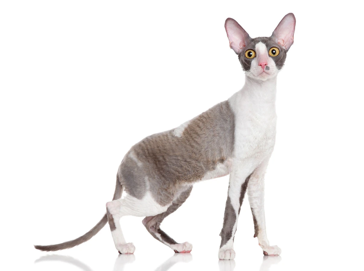 The cat breed that doesn't shed - Cornish Rex