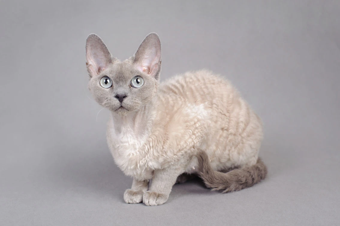 Devon Rex cat that doesn't shed