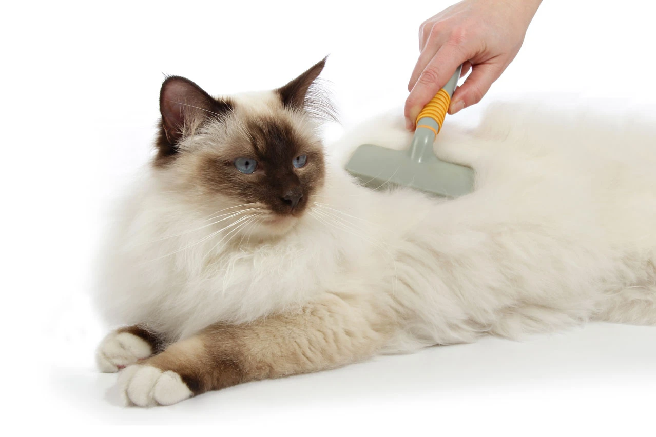 Cat brushing remove loose and dead hair