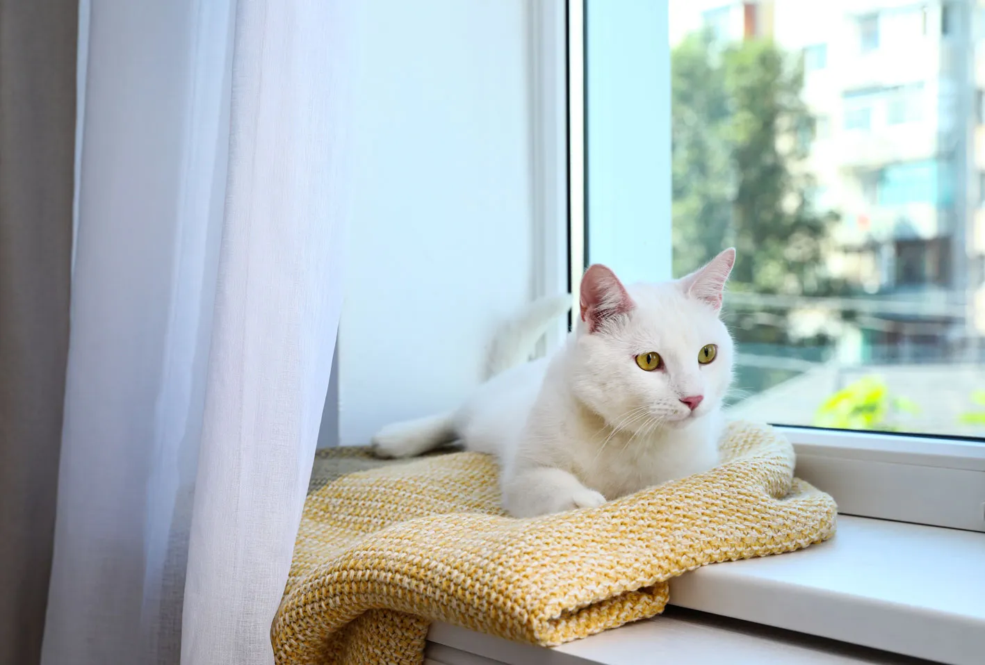 How long does it take for a cat to get used to a new home