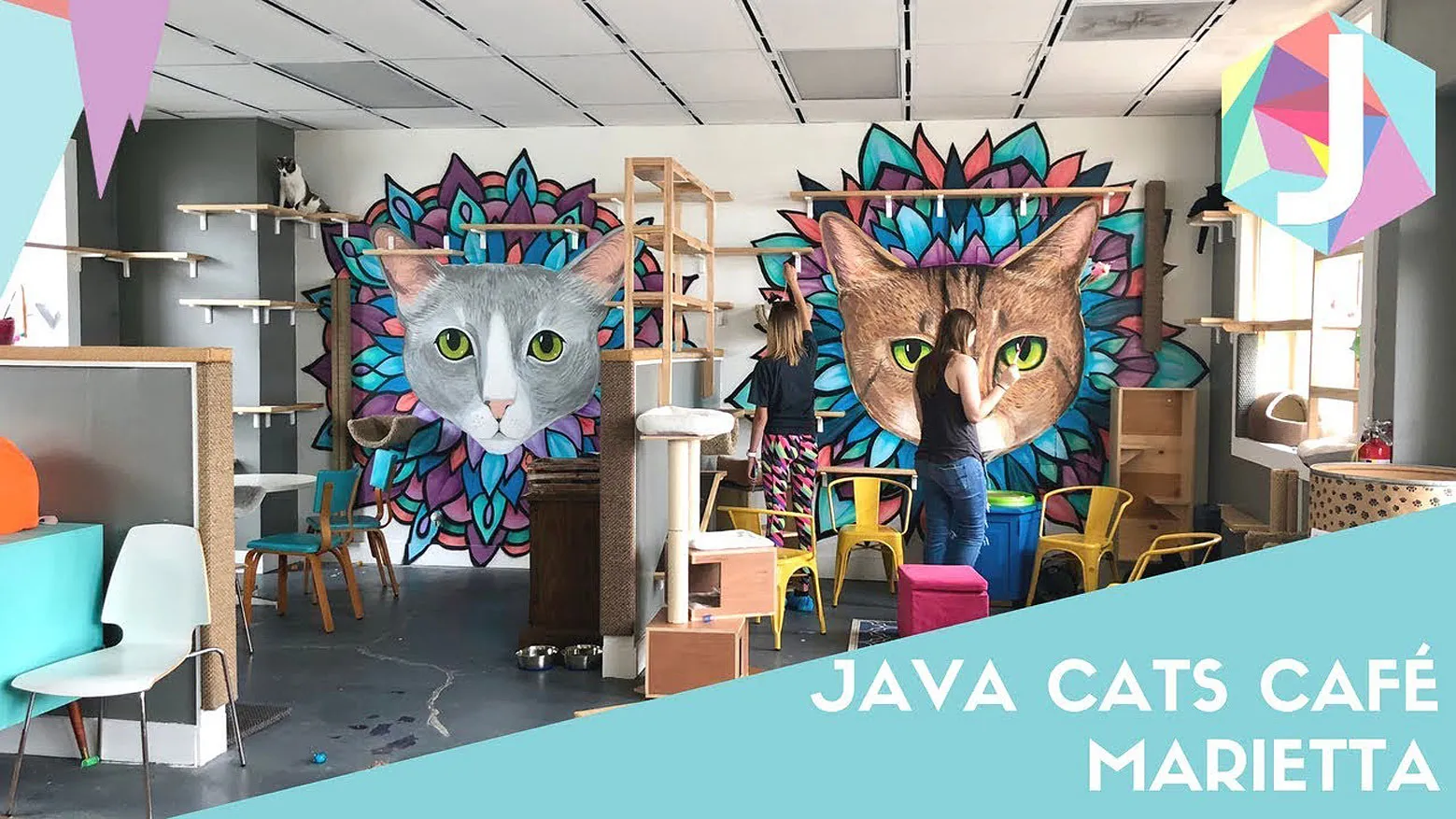 Java Cafe in Atlanta with Kitties, Georgia