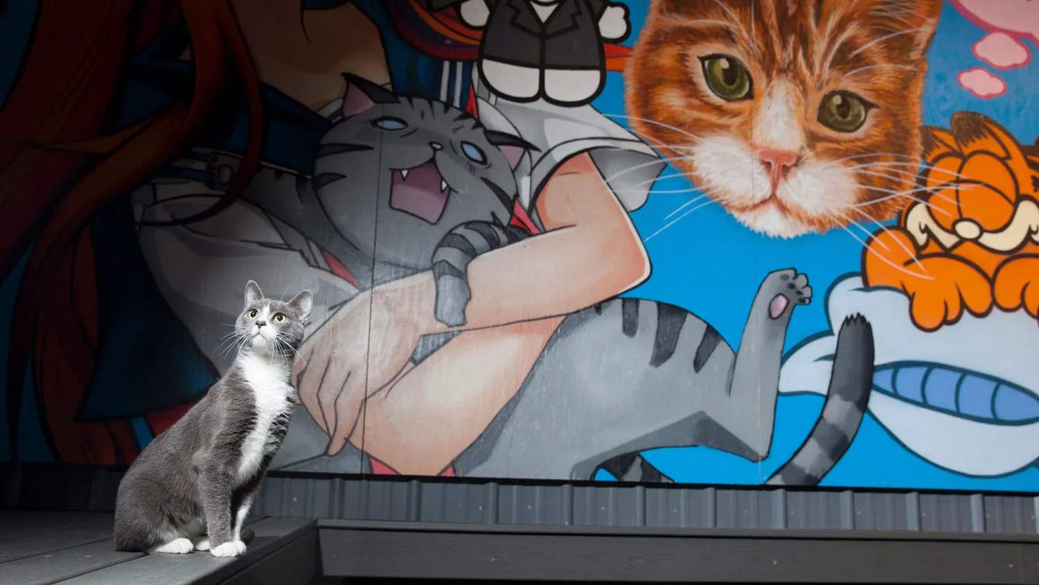 Koneko Kitty Cafe in New York City, NY