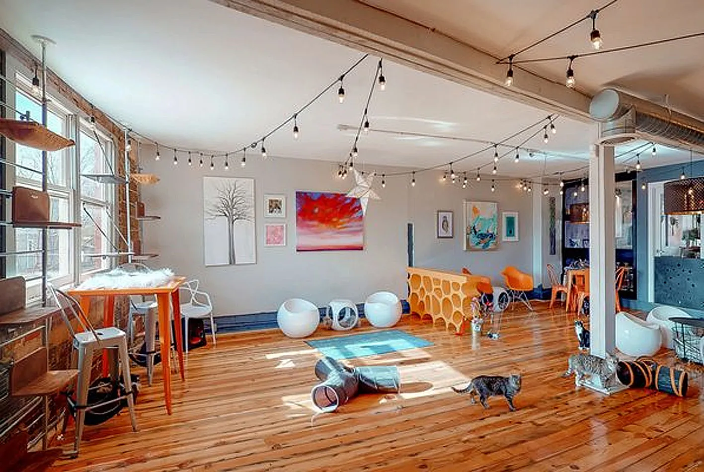 Mac Tabby Cats Cafe in Charlotte, North Carolina